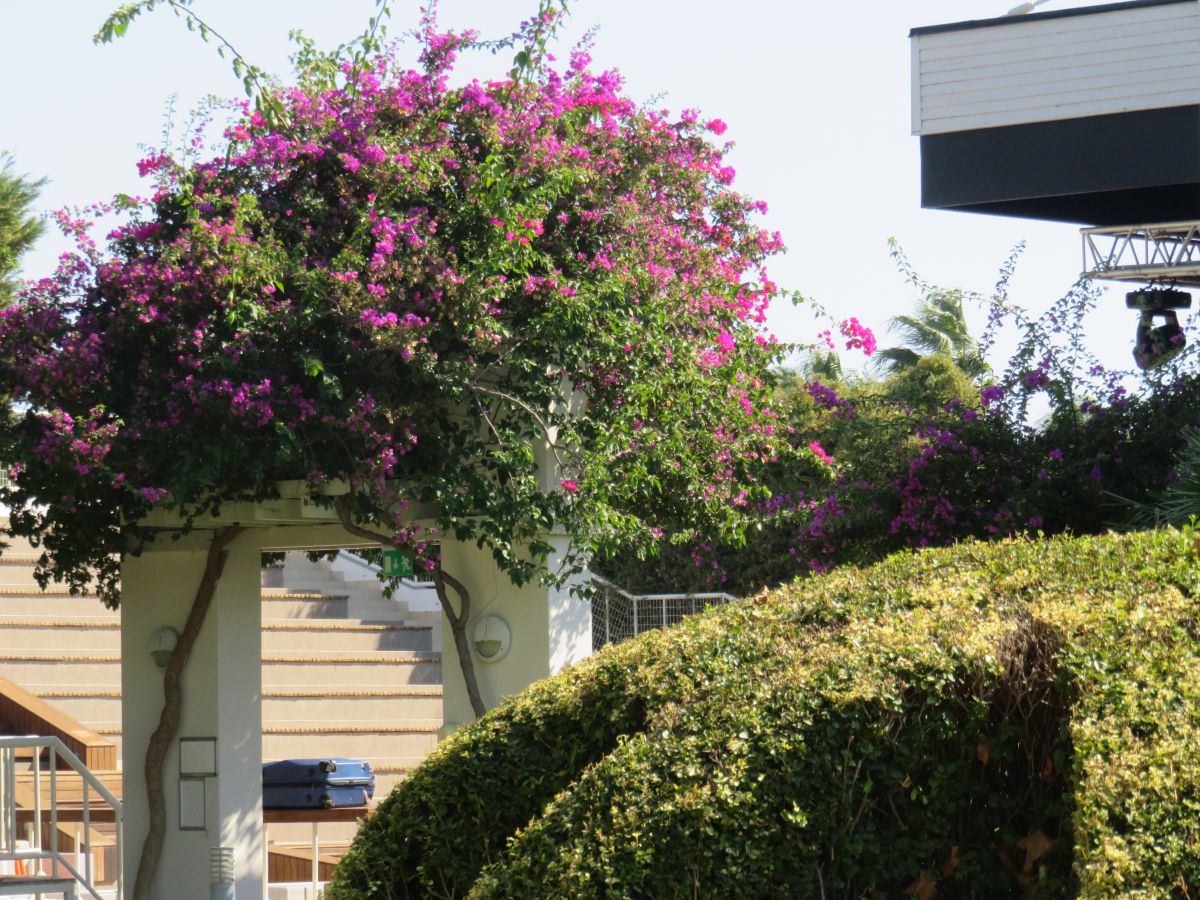 imagini hotel Hilton Sarigerme